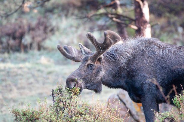 istock Moose with antler grazing in the forest 1320155105