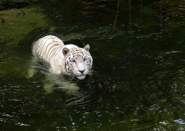 istock White tiger (Panthera tigris) swimming in the park 1320155158