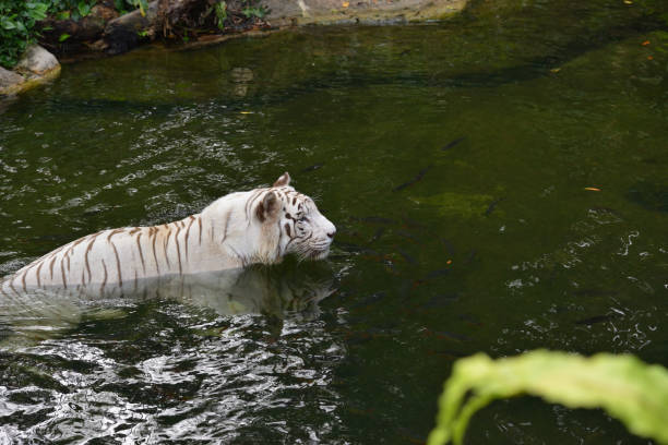 istock White tiger (Panthera tigris) swimming in the park 1320155159