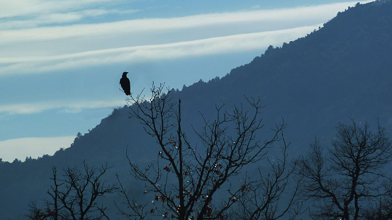 horizontal landscape photograph, tree branches against a backdrop of mountains and a black crow perched on top of a branch.