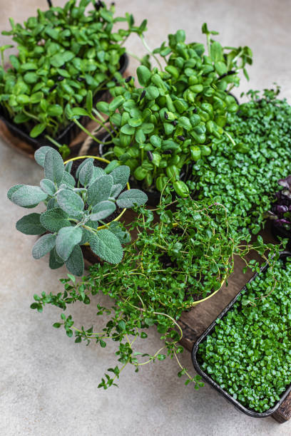 istock Different types of micro greens in containers. Seed germination at home. Vegan and healthy eating concept. Organic raw microgreens. 1320156856