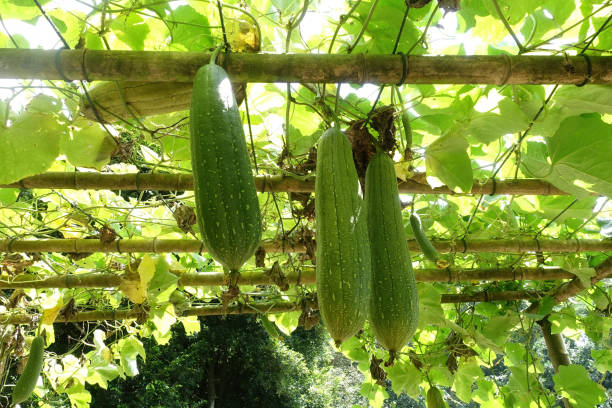 istock Close up of Smooth Luffa in the garden, selective focus. 1320157074