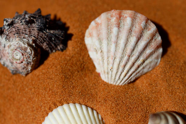 Istanbul, Turkey-May 24, 2021: Various sea shells on red beach sands, It's a very sunny day. There are vertical and horizontal lines on the seashell. Shot with Canon EOS R5.
