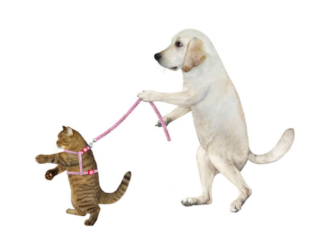 istock Dog labrador holds its cat on leash 2 1320159139