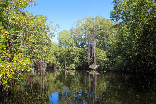 istock The broad river close to Black River in Jamaica 1320159425