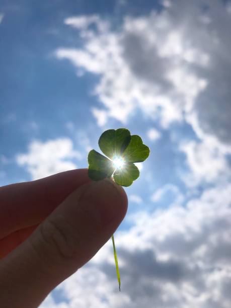istock Four leaf clover in the hand against sunlight and blue sky 1320159643