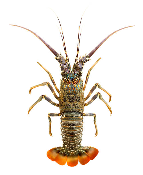 istock Langoust whole raw one isolated on white background with clipping path, element of packaging design. Full depth of field. 1320159801