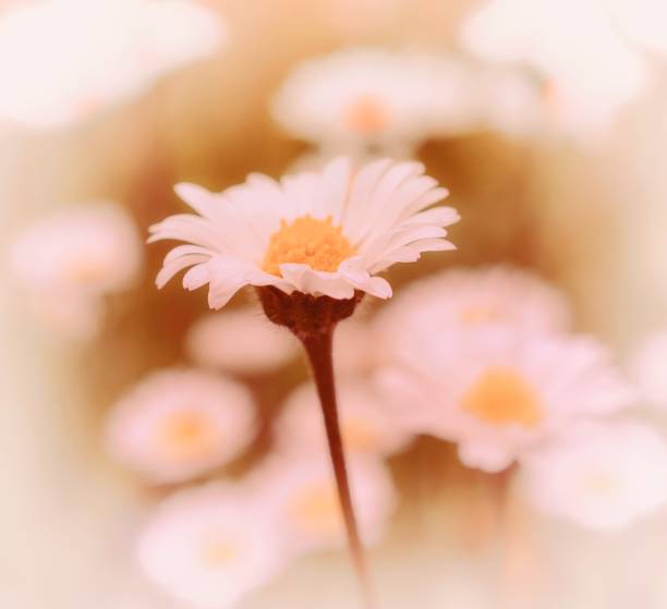 istock A close up of a white daisy 1320160727