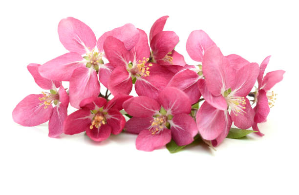 istock Bunch of Cherry blooms 1320161006