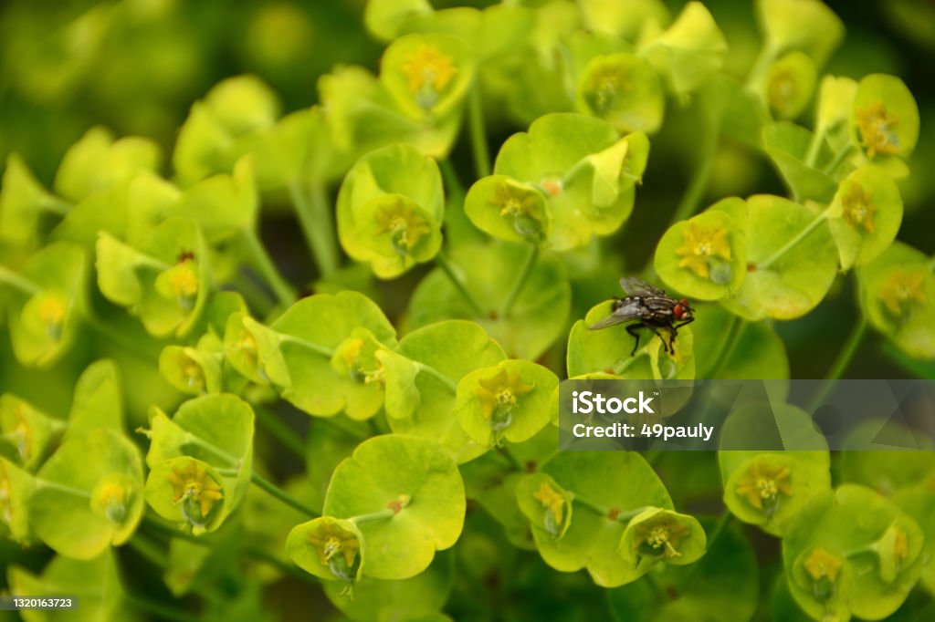 Cypress spurge. Close-up of a Cypress spurge plant with on top a black fly. Euphorbiaceae Stock Photo