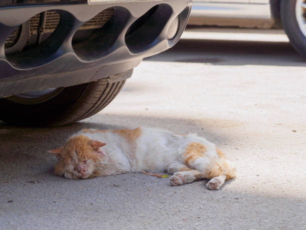 istock Urban Cairo cat sleeps under the car in the shade 1320165355