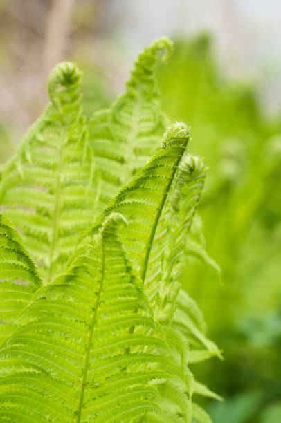 istock Closeup curled fern frond in spring 1320165703