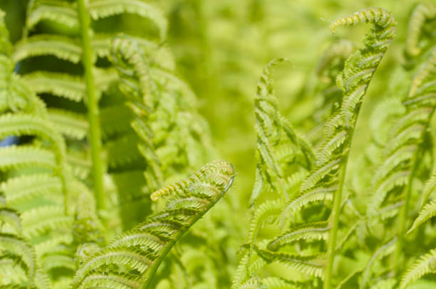 istock Closeup curled fern frond in spring 1320165813