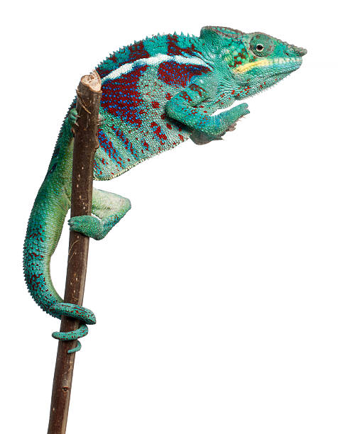 istock Panther Chameleon Nosy Be, Furcifer pardalis, white background. 132016846