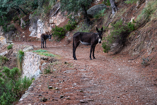 Two donkeys on a path near Port de Valldemossa on balearic island Mallorca. Spain, November 2017