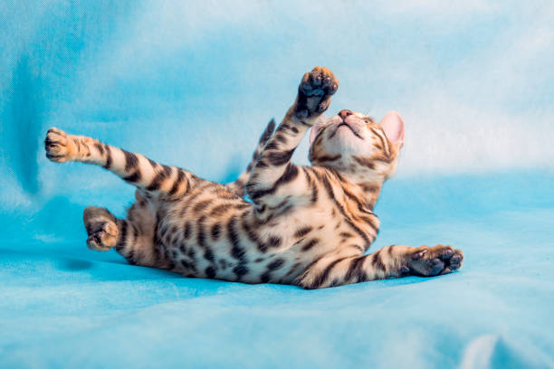 Cheerful playful Bengali lying sprawled on a blue surface, raised his paw and looks up. Blue background.