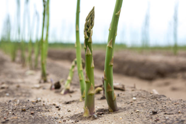 istock growing green asparagus at field 1320170439