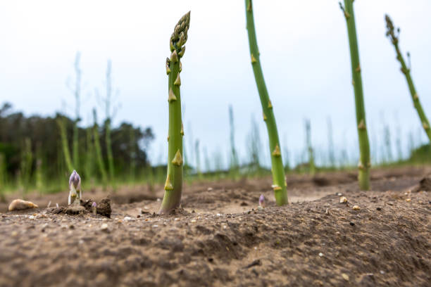 istock green asparagus standing at the field 1320170474