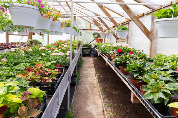 istock Decorative flowers are in a greenhouse 1320171518