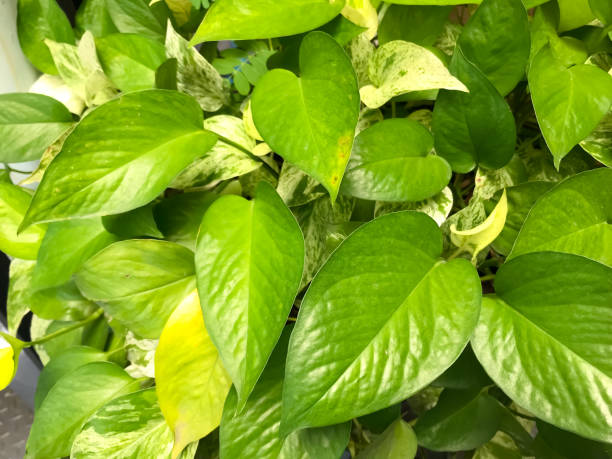 istock The leaf of  Golden pothos 1320171700
