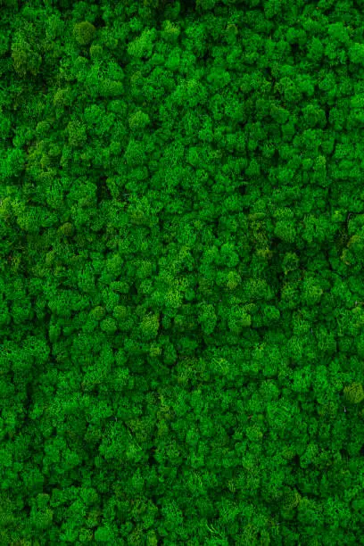 A surface with artificial moss that looks like a forest from aerial photography.