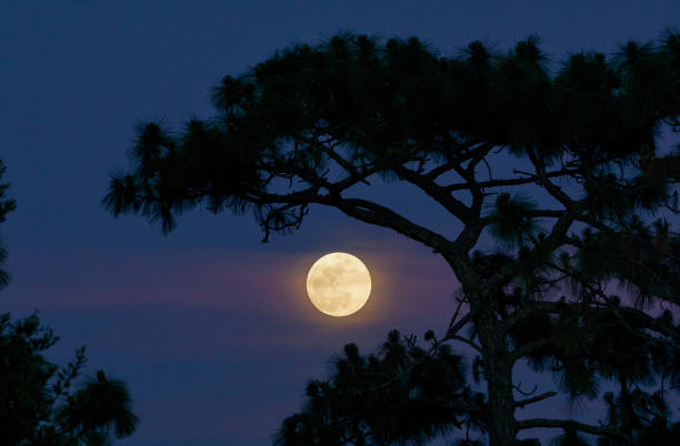 オーランドフロリダアメリカで紫色の光をキャッチ日没中に雲が通り過ぎる満月 - super moon ストックフォトと画像