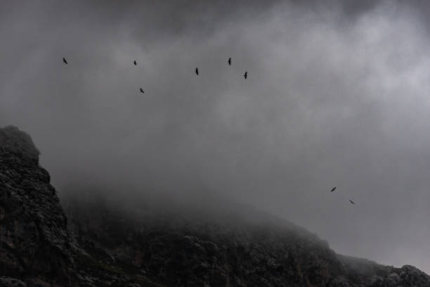 Vultures circcling around Puig Roig on balearic island Mallorca. Spain, November 2017