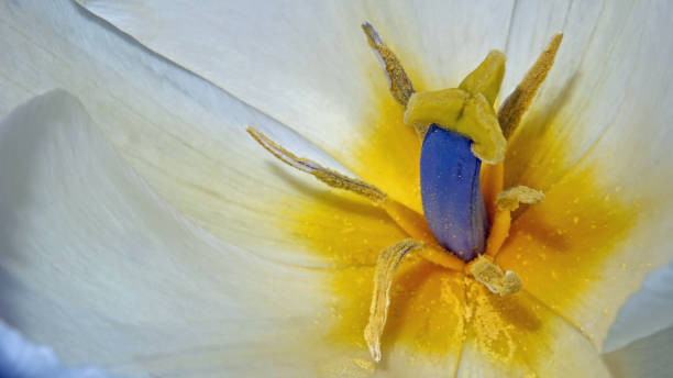 istock Pistil and stamen of a white tulip 1320175035