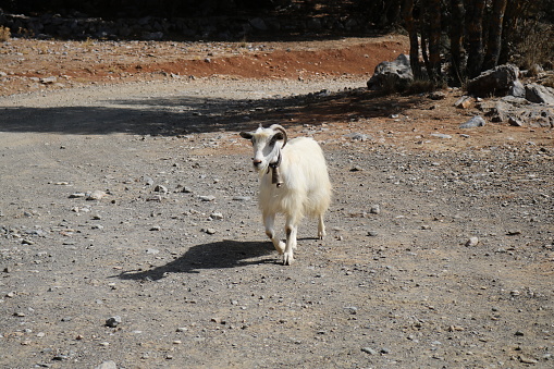 A free range goat as they have no natural predators in Crete.