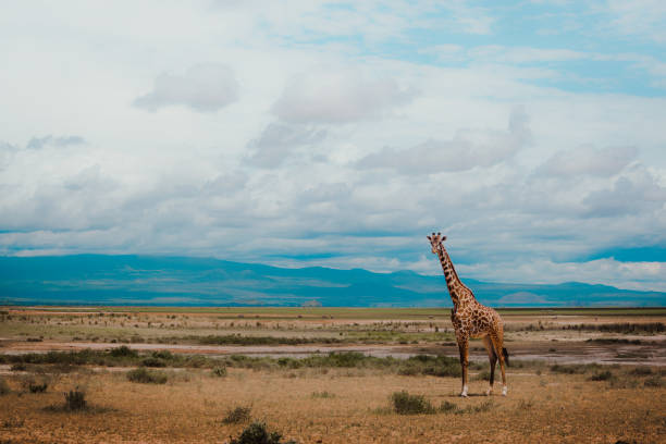 istock Giraffe in Amboseli, Kenya 1320176306