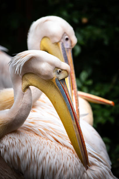 istock Detail of pelican 1320176508