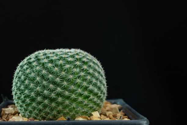 istock Mammillaria microthele  isolated on black background. 1320177499