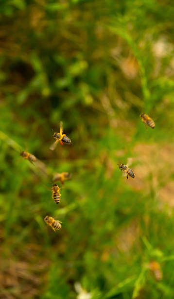 istock Close-up of flaying bees with pollen 1320177683