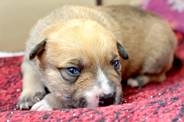 istock small cute mixed breed puppy dog 1320178502