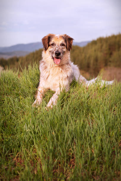 istock Big dog lying on the grass in the forest 1320179557