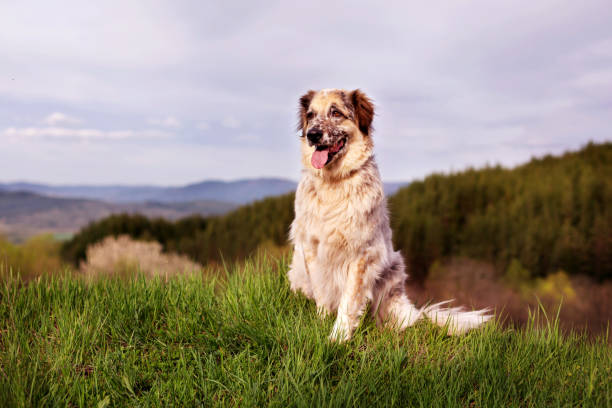 grande cane seduto sull'erba nella foresta - pets grass scenics dog foto e immagini stock