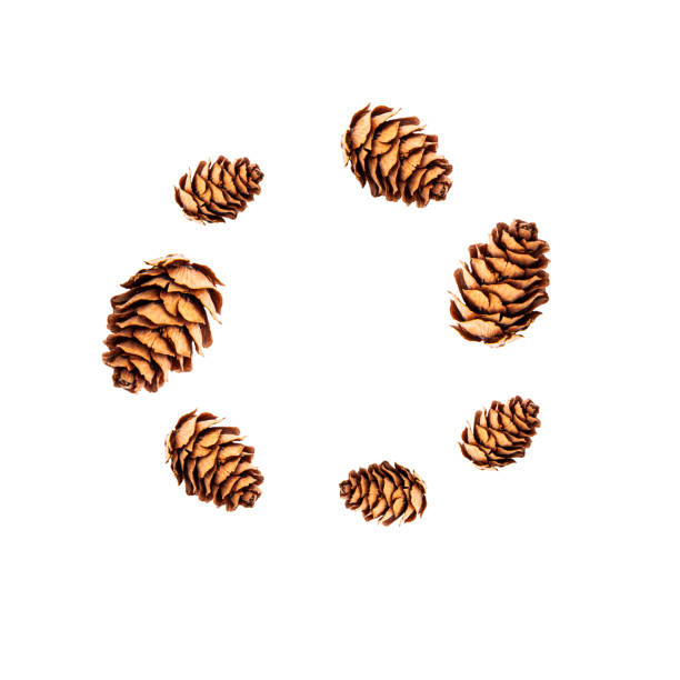 istock Seamless pattern of small pine cones isolated on white background and standing in the form of a christmas wreath. Winter holidays and autumn concept 1320179703
