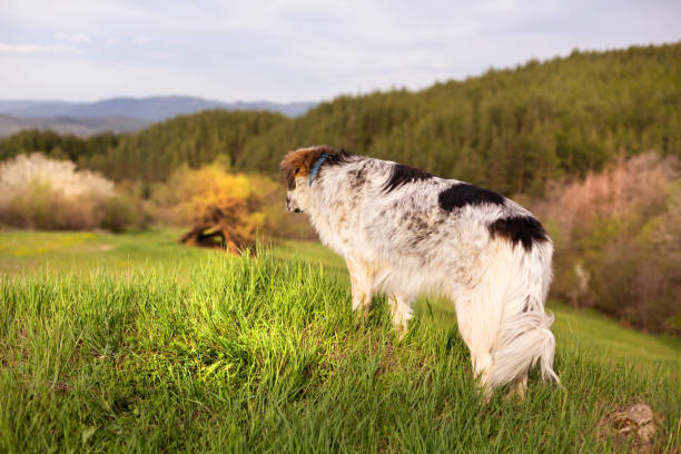 istock Dog looking at mountains view from high hill 1320179771