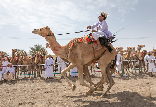 khadal, Oman,28th April 2018: omani men in traditional clothing, riding their camels