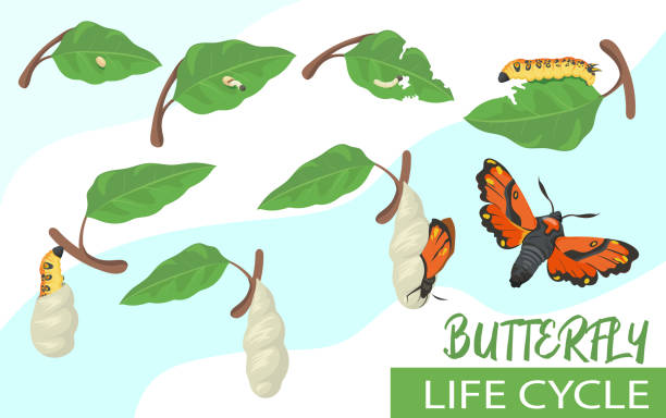 Butterfly life cycle cartoon vector illustration Butterfly life cycle cartoon vector illustration. Tiny larva eating leaf, becoming chrysalis, caterpillar and beautiful moth. Transformation, rebirth, development, life stage concept for banner design egg to caterpillar stock illustrations