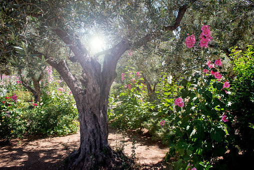 Miraculous heavenly divine light in Gethsemane garden, the place where Jesus was betrayed. Jerusalem, Israel