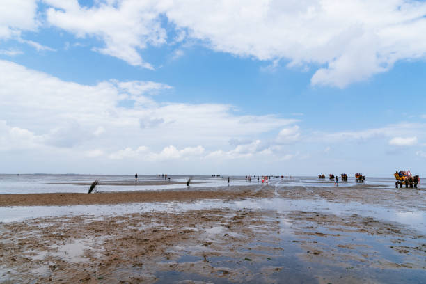 Cuxhaven, Germany - August 6 2019: Tourists riding in horse-drawn carriages touring the marshes at low tide. The beach of Cuxhaven on low tide a beautiful day at summer