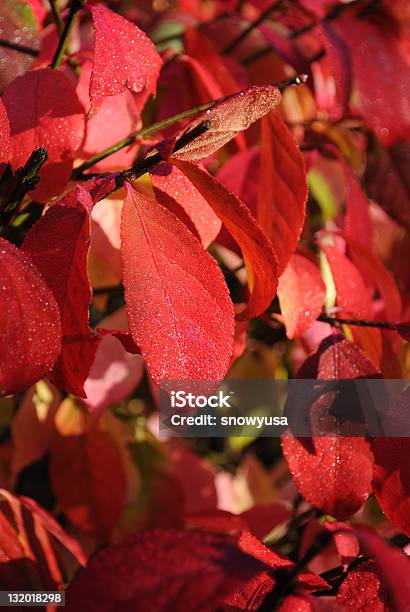 Ardor Bush Foto de stock y más banco de imágenes de Bonetero alado - Bonetero alado, Otoño, Fotografía - Imágenes