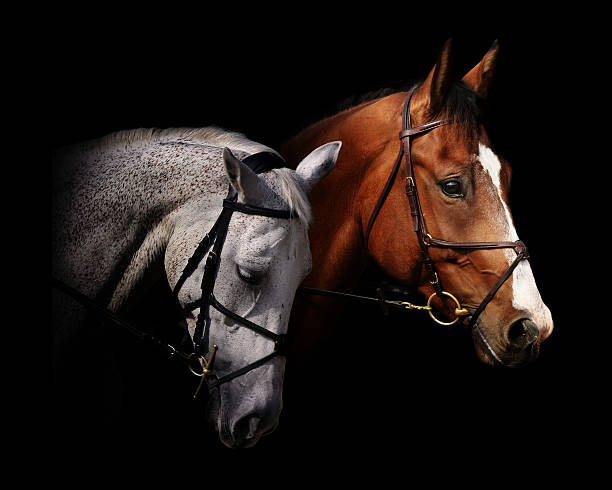 Group of Belgian Draft horse grazing in the pasture with a colt and back-lit by the afternoon sun.