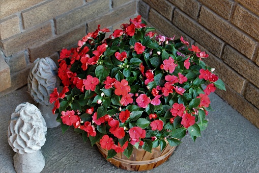 Outside Flower Basket is on the Porch at Grandma's House - Vibrant Red Impatiens Blooming on a Sunny Summer Day - Unique Wild Morel Mushroom Statues on Display - Mom's Flowers on the Front Porch - Bright Red Colored Impatiens Blooming - Love My Flower Baskets each Summer - Beautiful Flowers Make the Joy Blossom in Your Hearts - Planting Flower Baskets to Beautify the Porch - Gardening Ideas - In Bloom - Pretty Posies on the Front Stoop - Flower Lovers Favorites