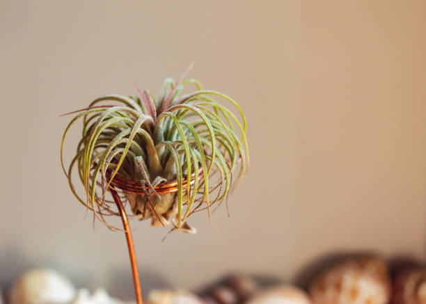 Little air plant in a copper stand stock photo