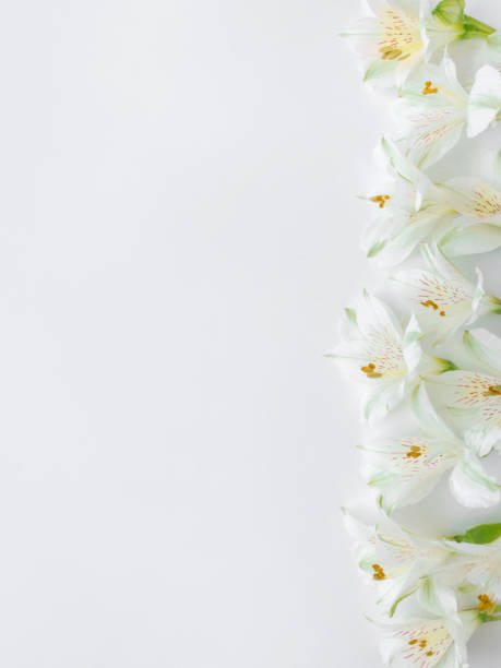 istock Fresh white flowers on a white background. 1320186266