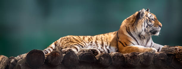 istock Siberian or Amur tiger lying down on wooden deck 1320186595