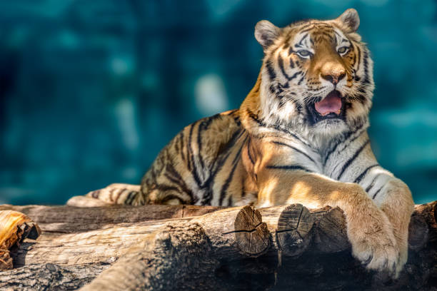 istock Siberian or Amur tiger lying down on wooden deck 1320186597
