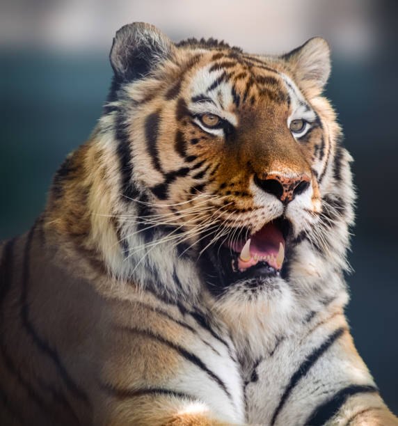 istock Siberian or Amur tiger head close-up with teeth 1320186613